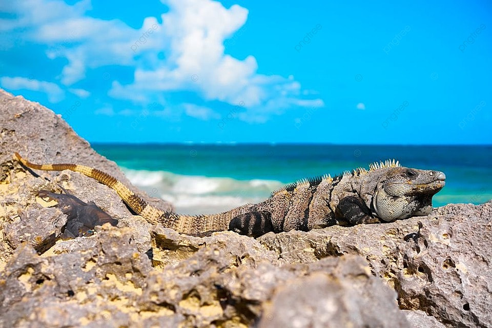 The animals we know best in the Riviera Maya